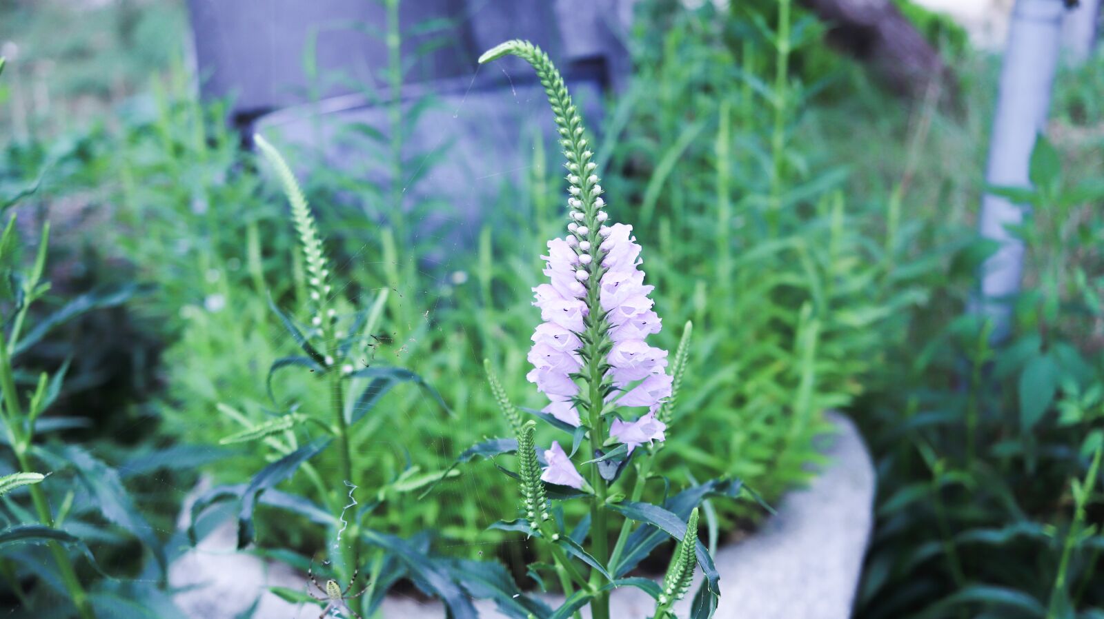 Canon EF-S 24mm F2.8 STM sample photo. Flower bear's tail, republic photography