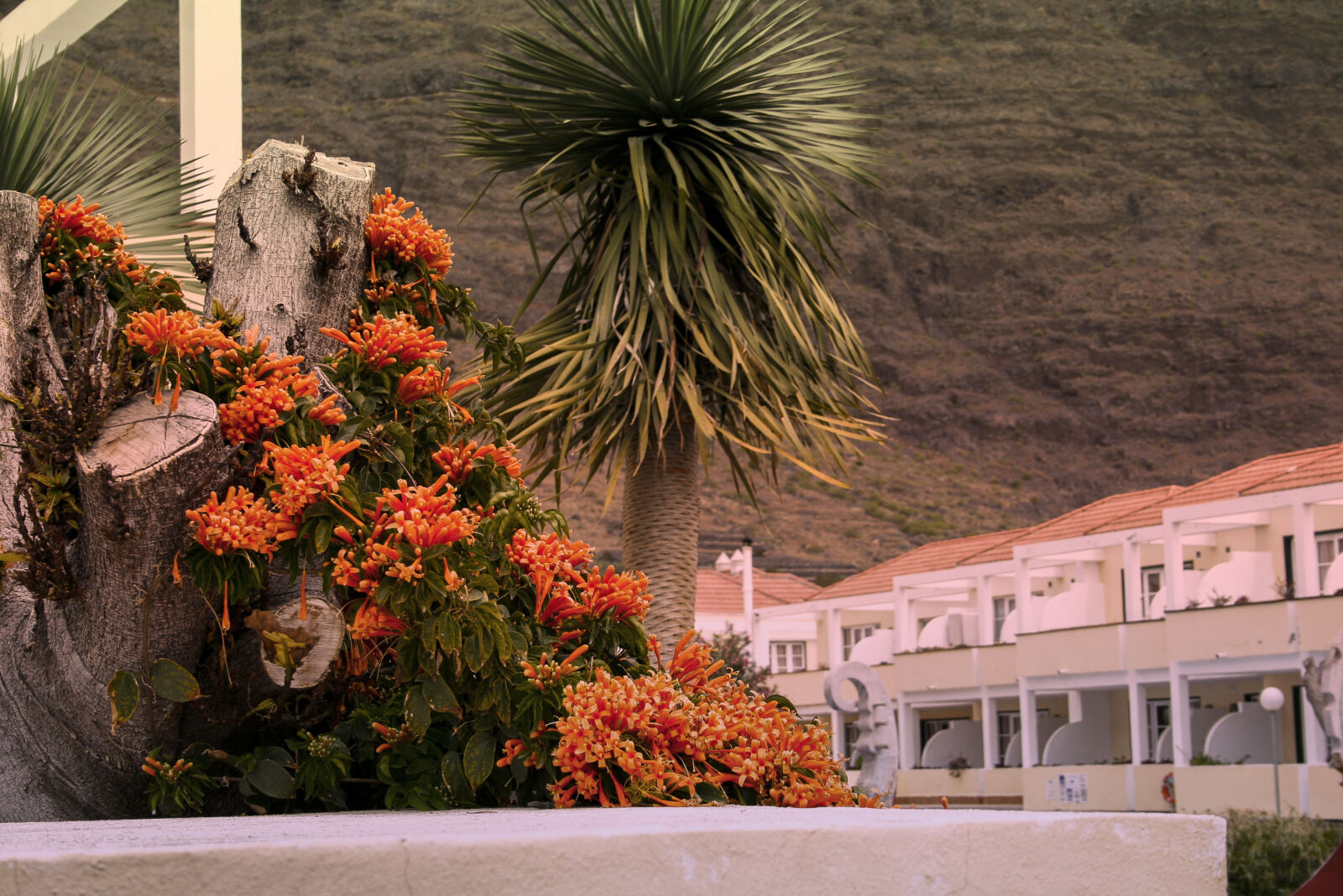 Canon EF-S 18-55mm F3.5-5.6 II sample photo. Flowers, green, hotel, nature photography