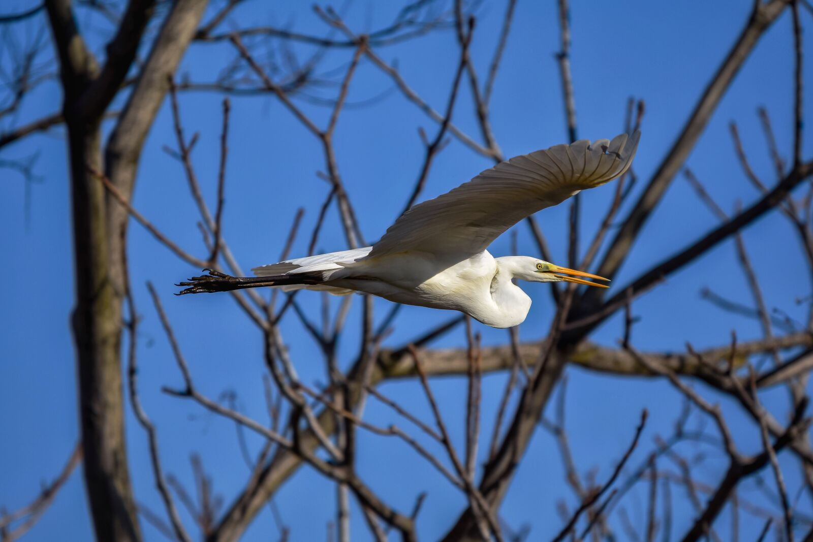 Nikon D7200 sample photo. Animal, sky, wood photography