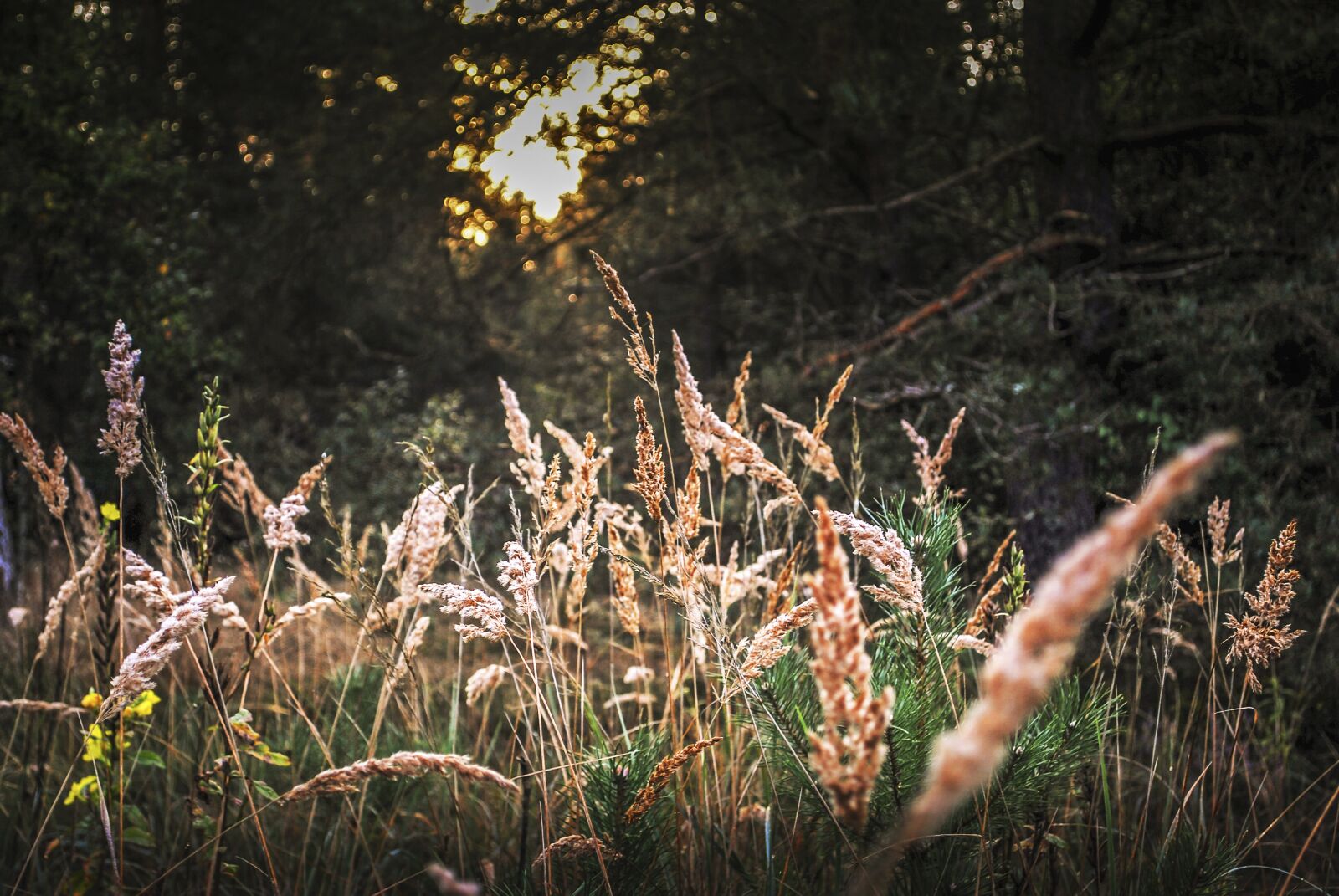 Nikon D60 sample photo. Meadow, close up, nature photography