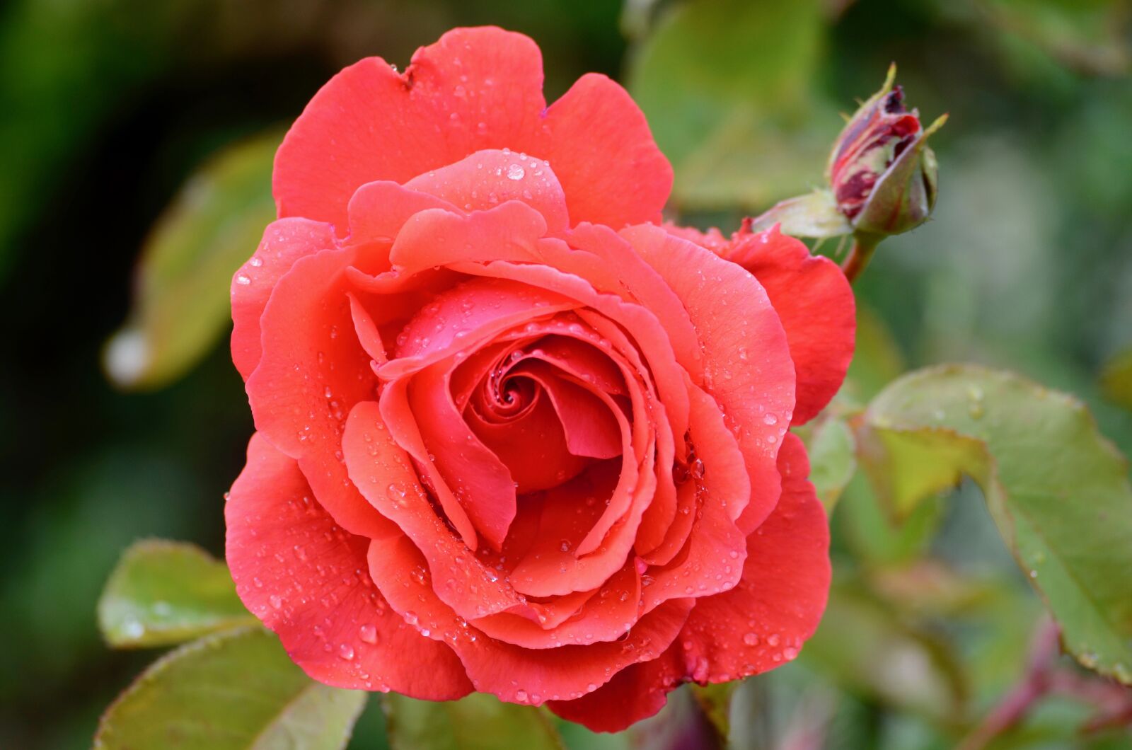 Nikon D5100 sample photo. Rose, blossom, bloom photography