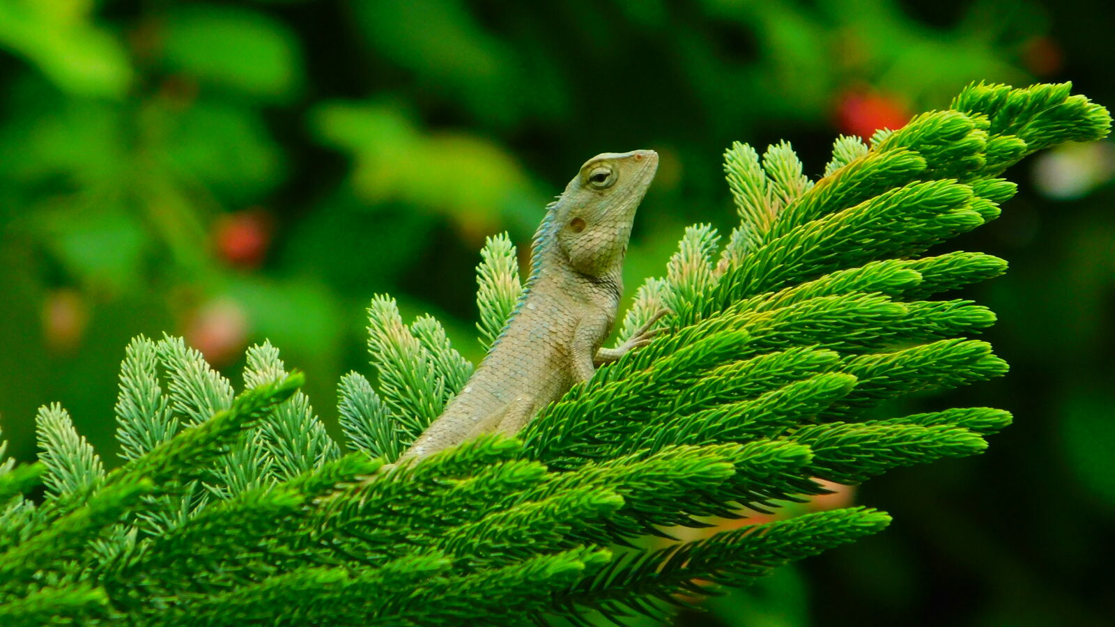 Nikon Coolpix B500 sample photo. Chameleon, reptile photography