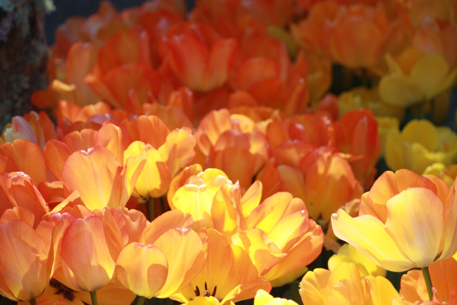 Canon EOS 450D (EOS Rebel XSi / EOS Kiss X2) sample photo. Orange tulips, flower, spring photography