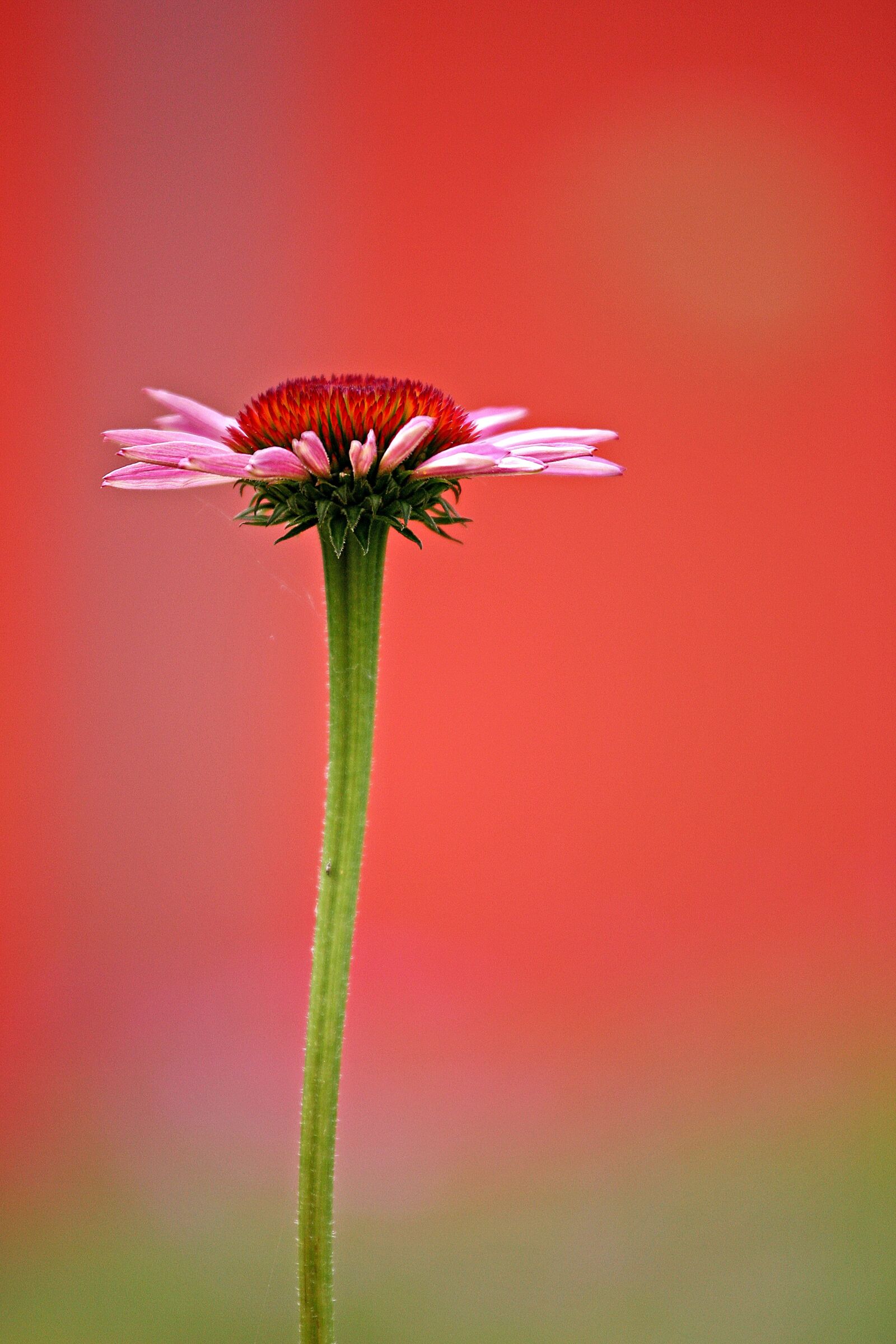 Canon EOS 5D sample photo. Flower, garden, gracefully photography