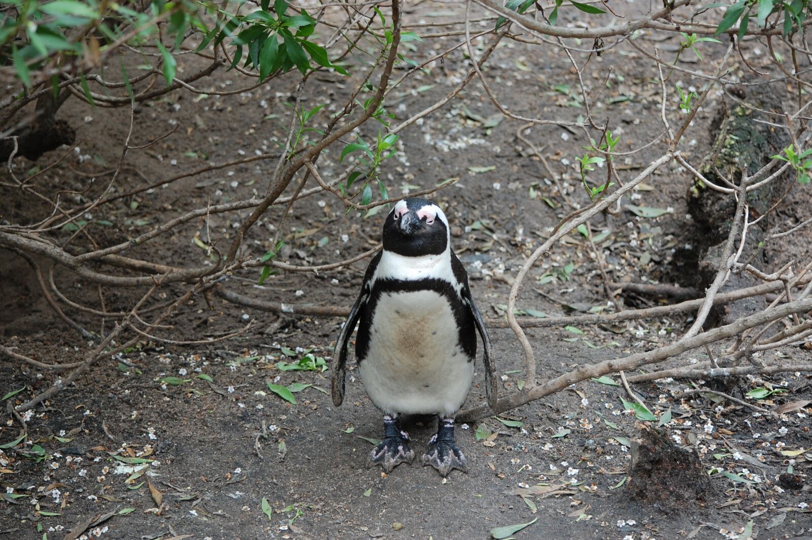 Nikon D40 sample photo. South africa, the emperor photography