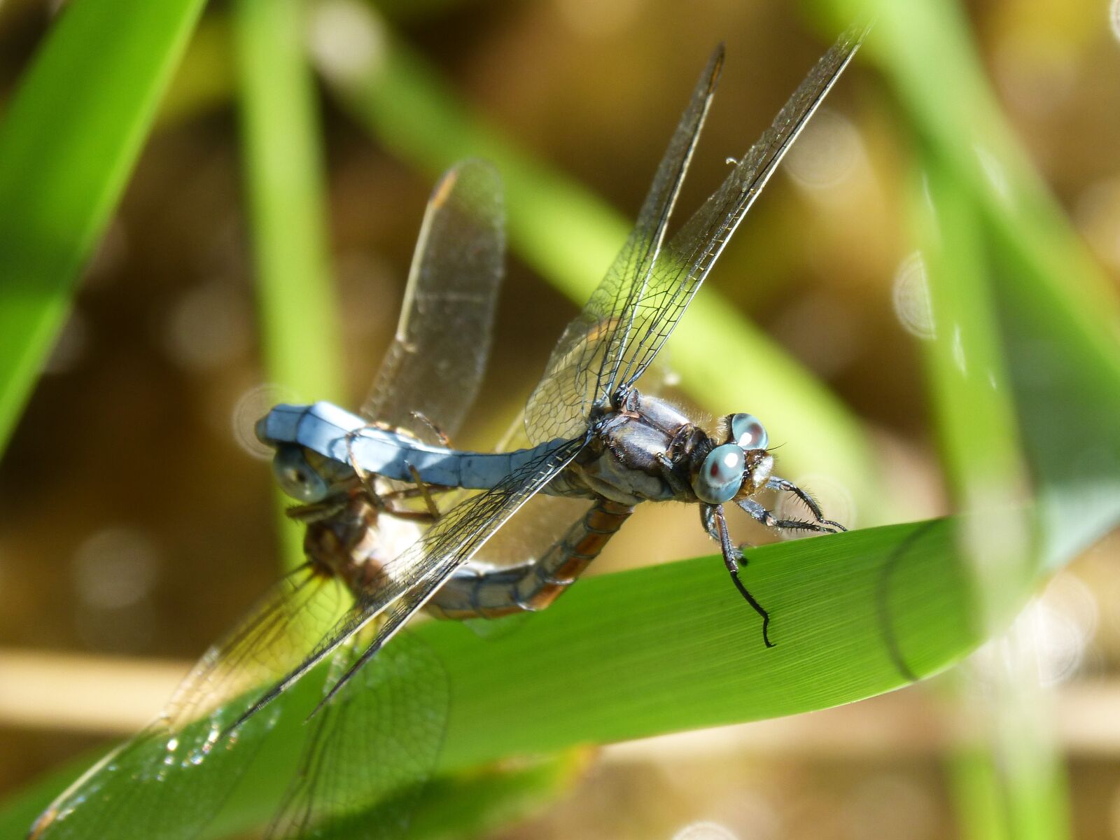 Panasonic DMC-FZ62 sample photo. Dragonfly, blue dragonfly, couple photography