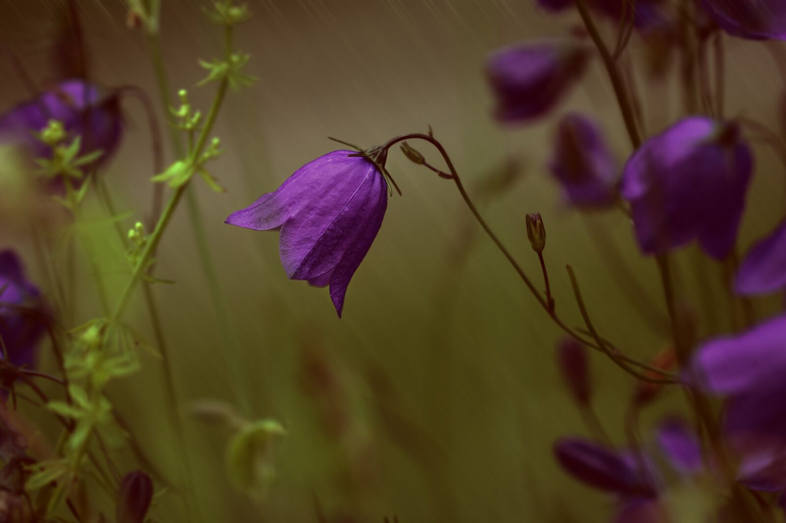 Nikon D7100 sample photo. Round leaved bellflower, campanula photography