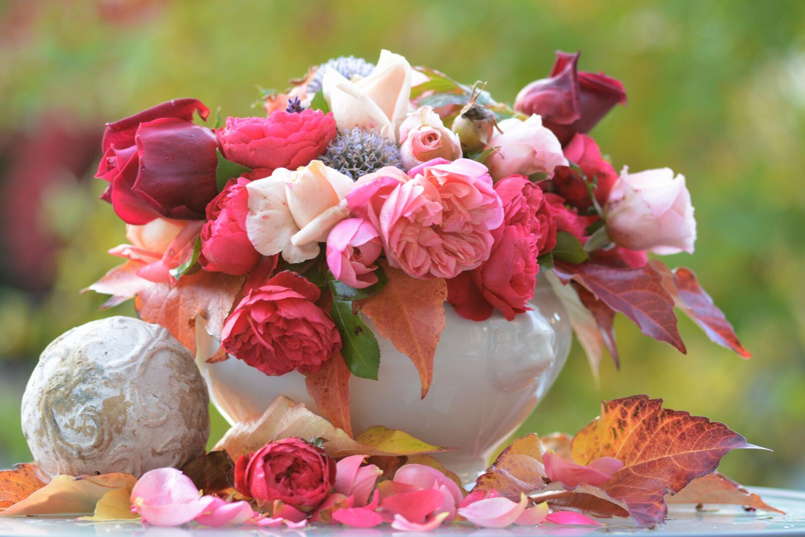 Nikon D7100 sample photo. Rose, autumn, flower photography