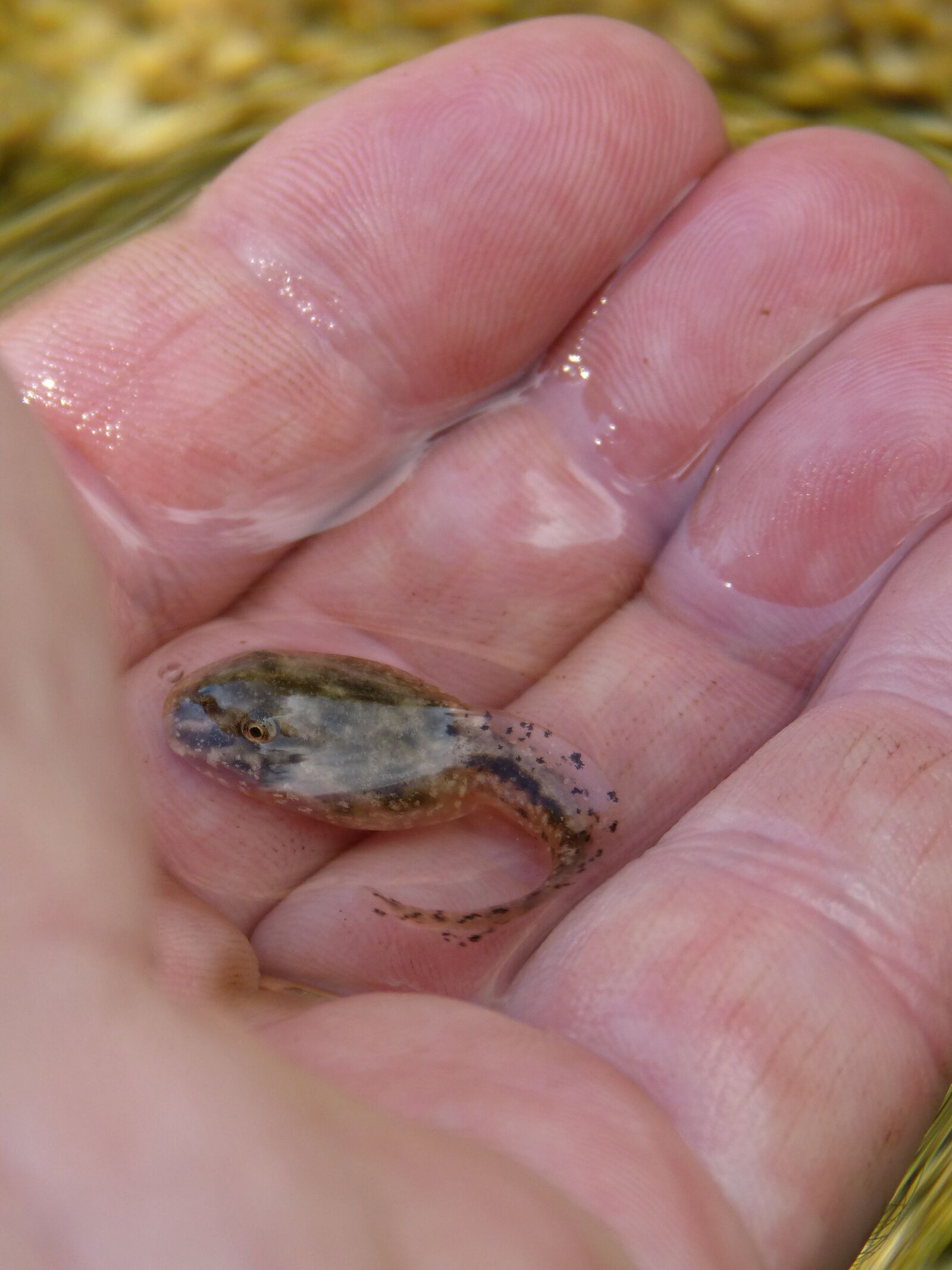 Panasonic DMC-FZ62 sample photo. Tadpole, hand, detail photography