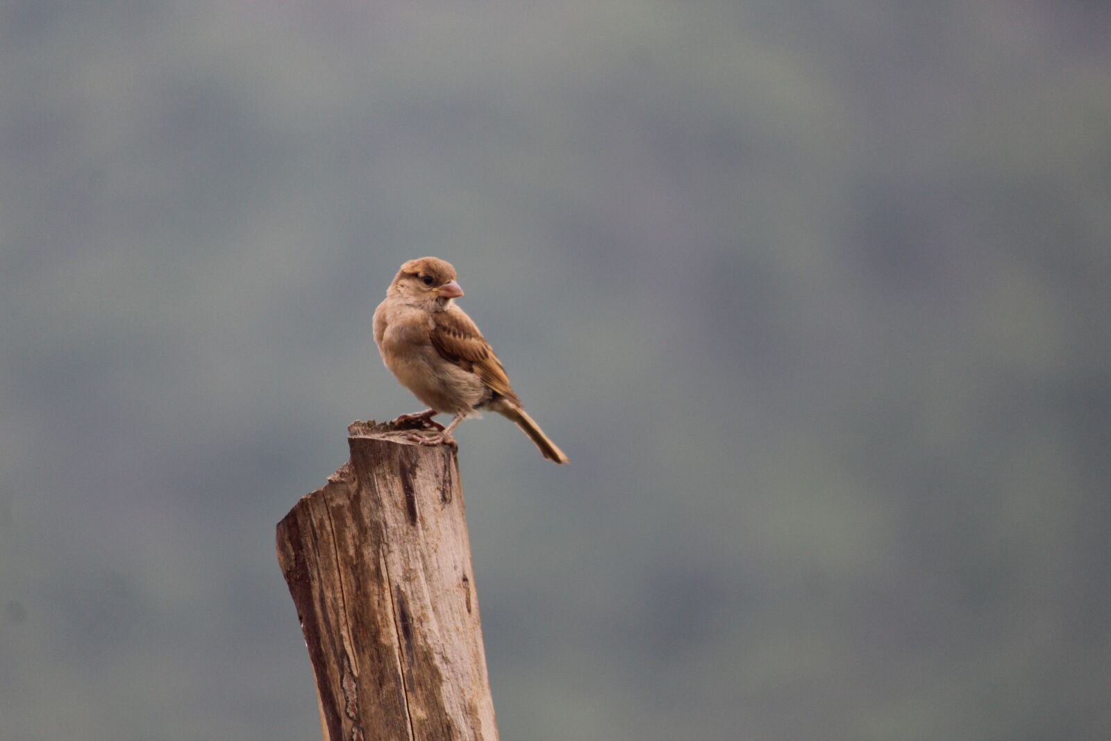 Canon EOS 1200D (EOS Rebel T5 / EOS Kiss X70 / EOS Hi) sample photo. Birds, sparrow, mangalore photography