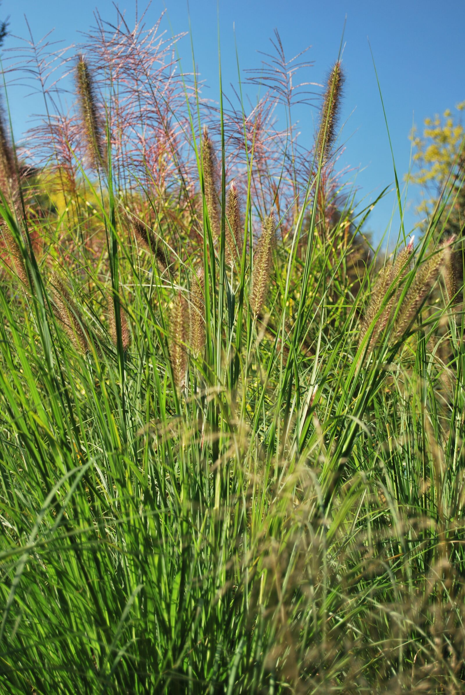 Nikon D60 sample photo. Grass, green, summer photography
