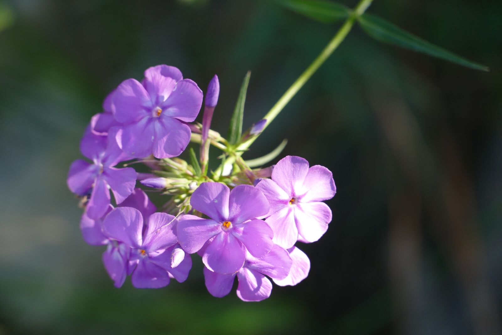 Panasonic Lumix DMC-FZ1000 sample photo. Flower, purple, wild photography
