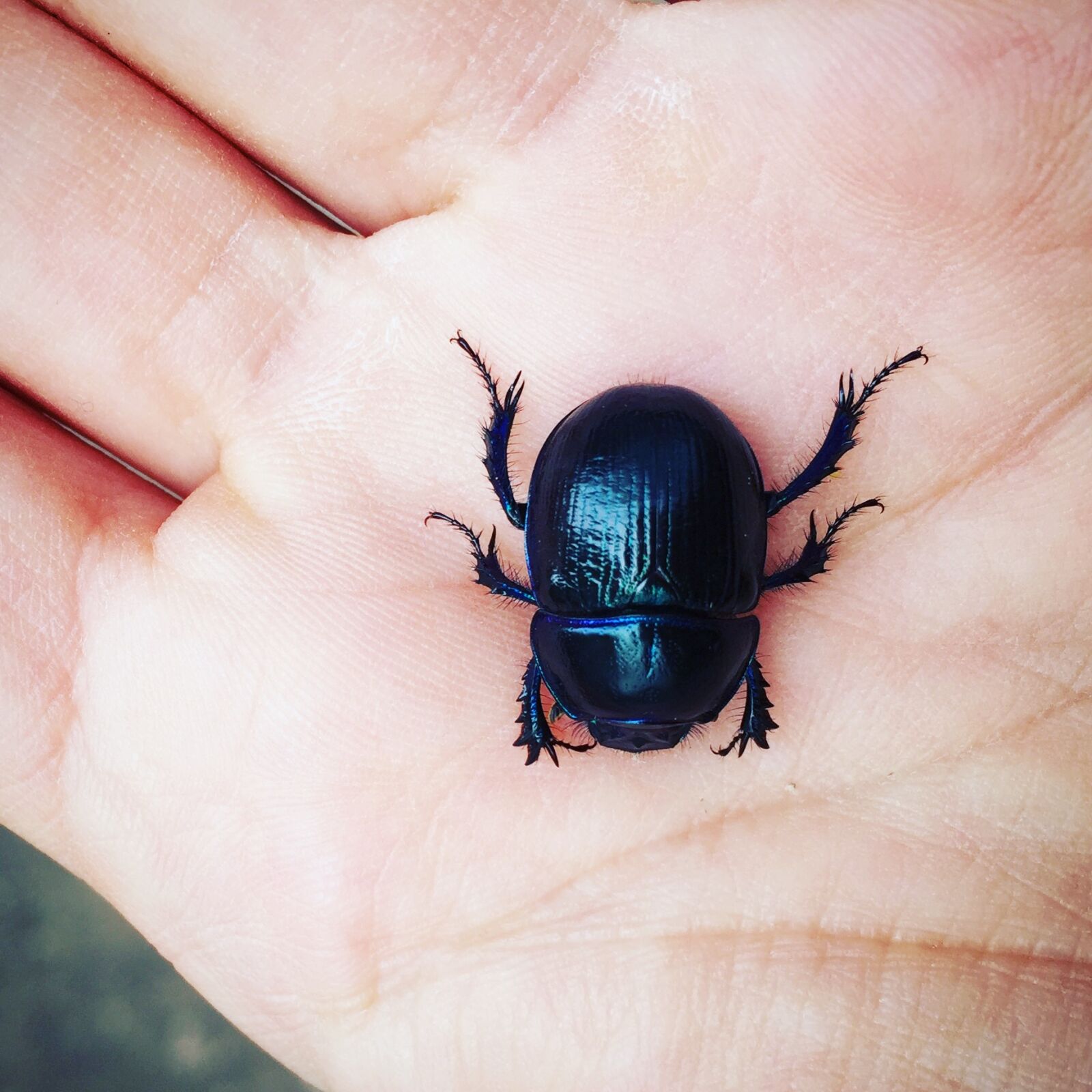 iPhone 6 back camera 4.15mm f/2.2 sample photo. Beetle, bug, dung, beetle photography
