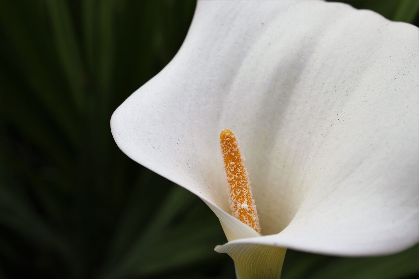 Canon EOS 1300D (EOS Rebel T6 / EOS Kiss X80) sample photo. California, flower, white photography