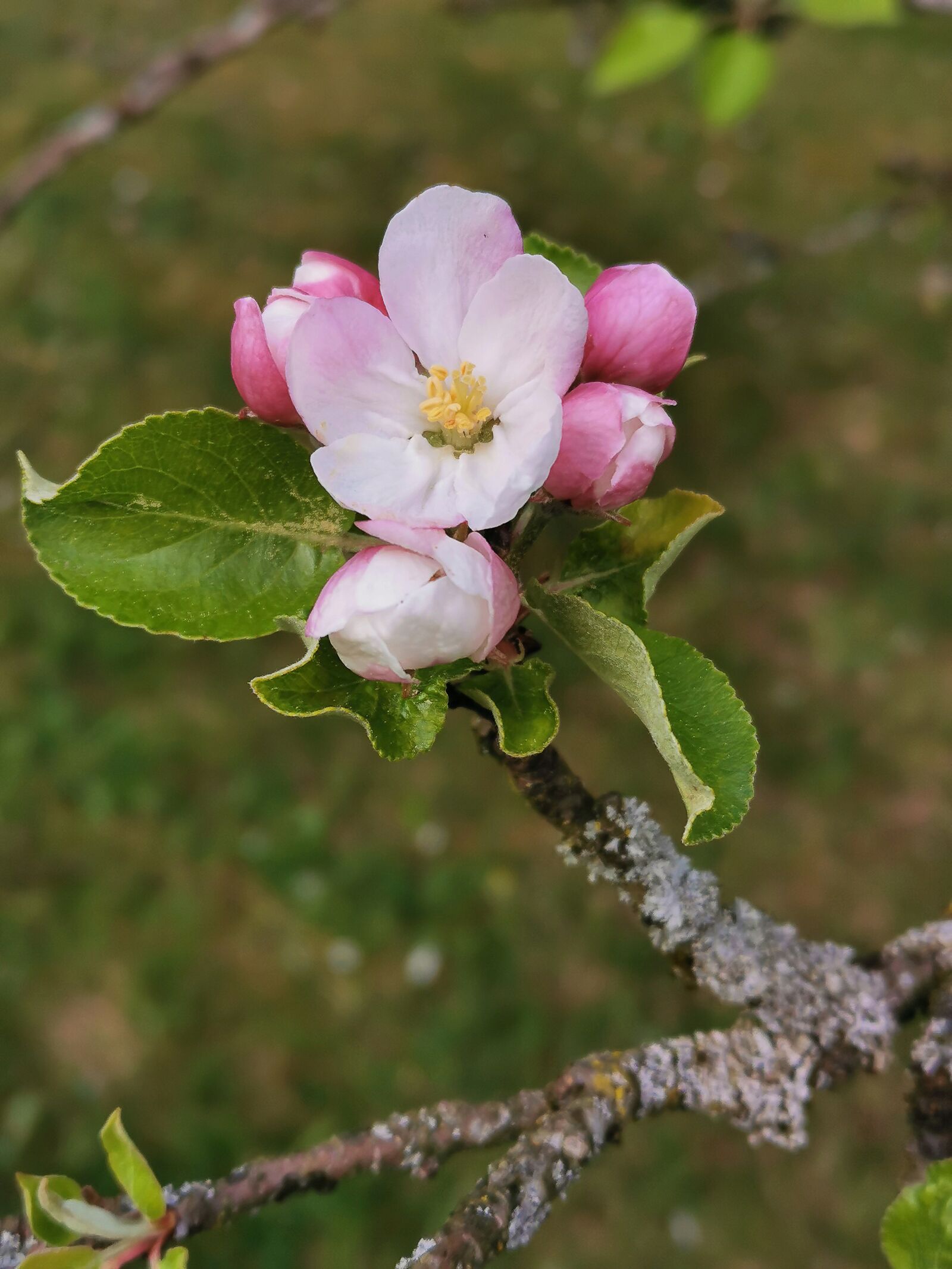 HUAWEI P30 sample photo. Blossom, bloom, spring photography