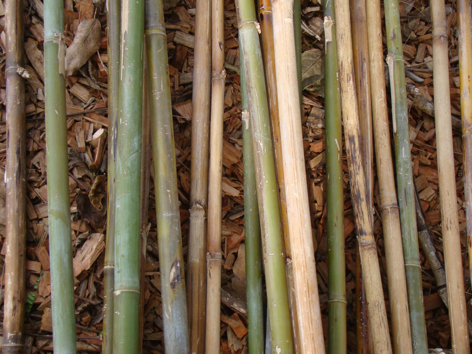 Sony Cyber-shot DSC-H50 sample photo. Bamboo, bamboo rods, plant photography