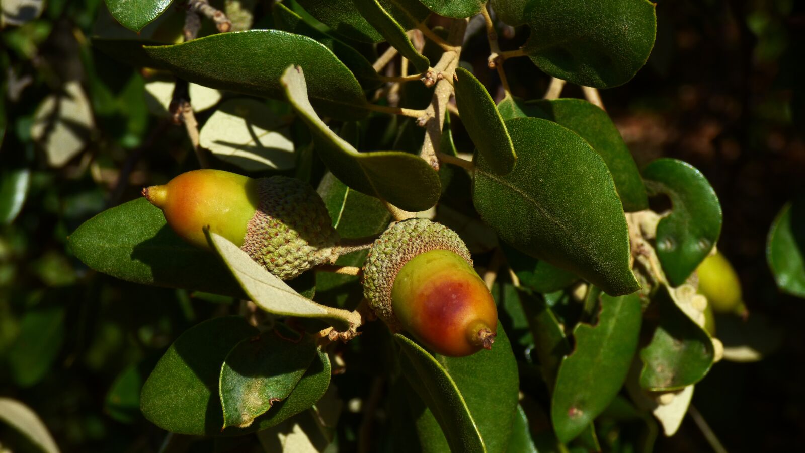 Panasonic DMC-FZ72 sample photo. Acorn, fruits, oak photography