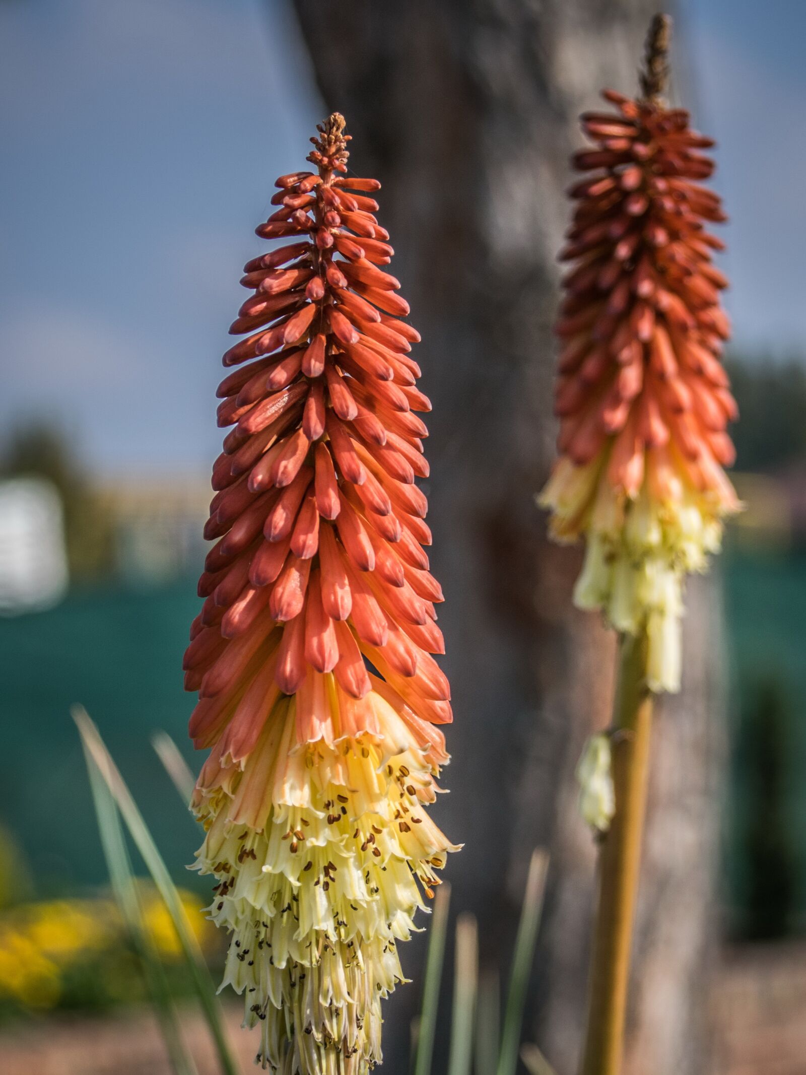 Nikon D5300 sample photo. Flowers, colors, flower photography