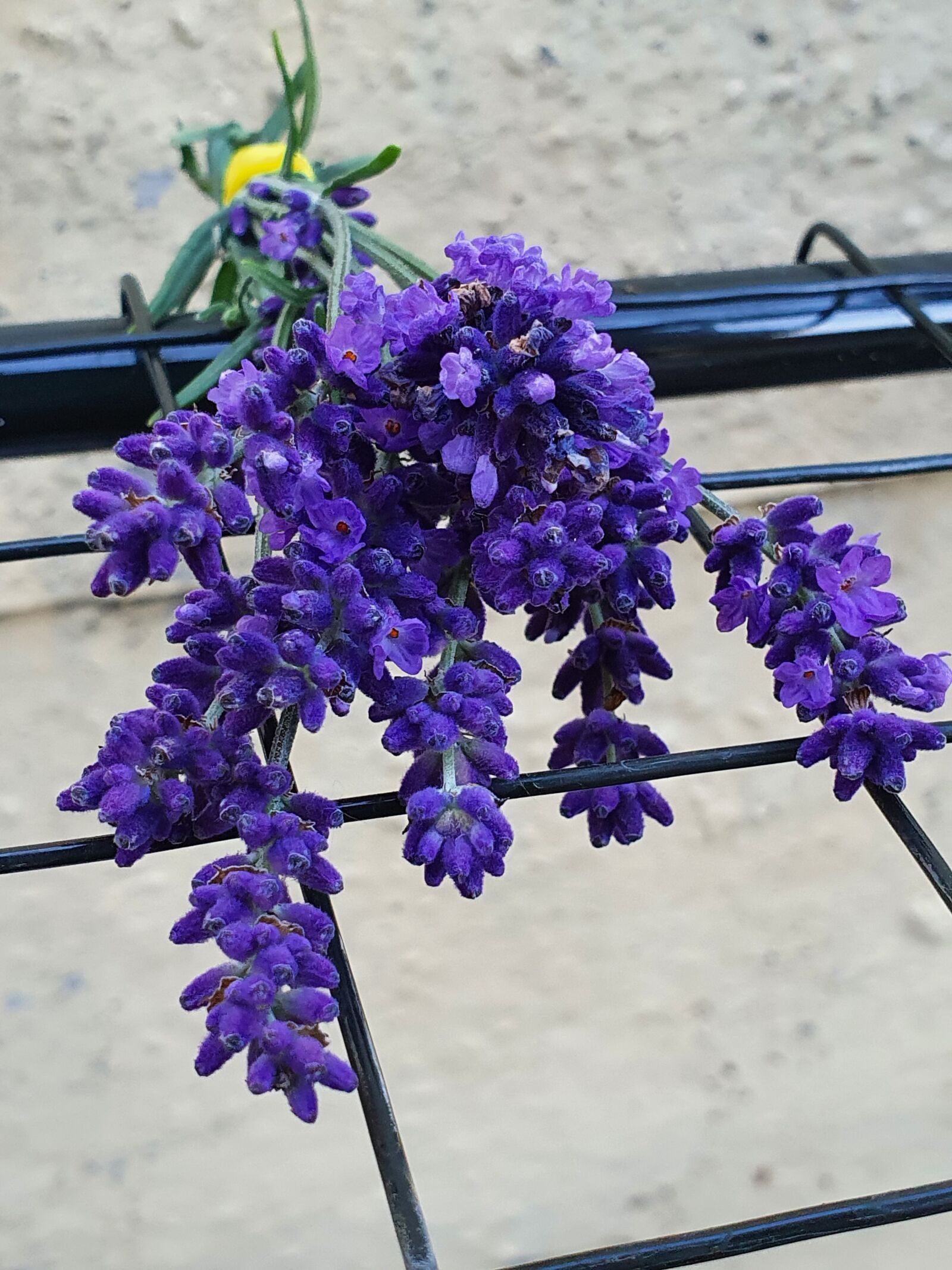 Samsung Galaxy S10 sample photo. Lavender, nice, flower photography