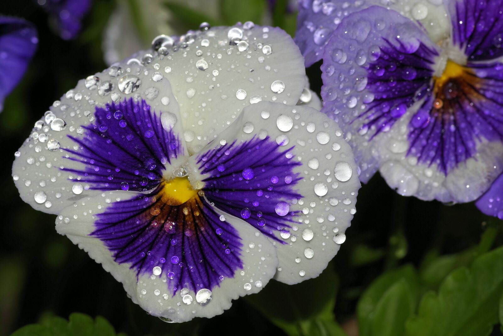 Pentax K-S2 sample photo. Pansy, pansies, flower photography