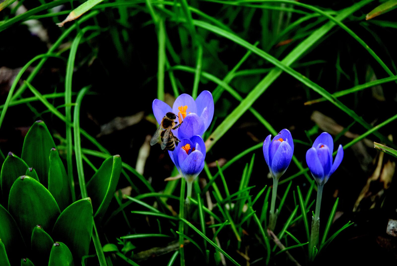 Nikon D200 sample photo. Bee, crocus, blossom photography
