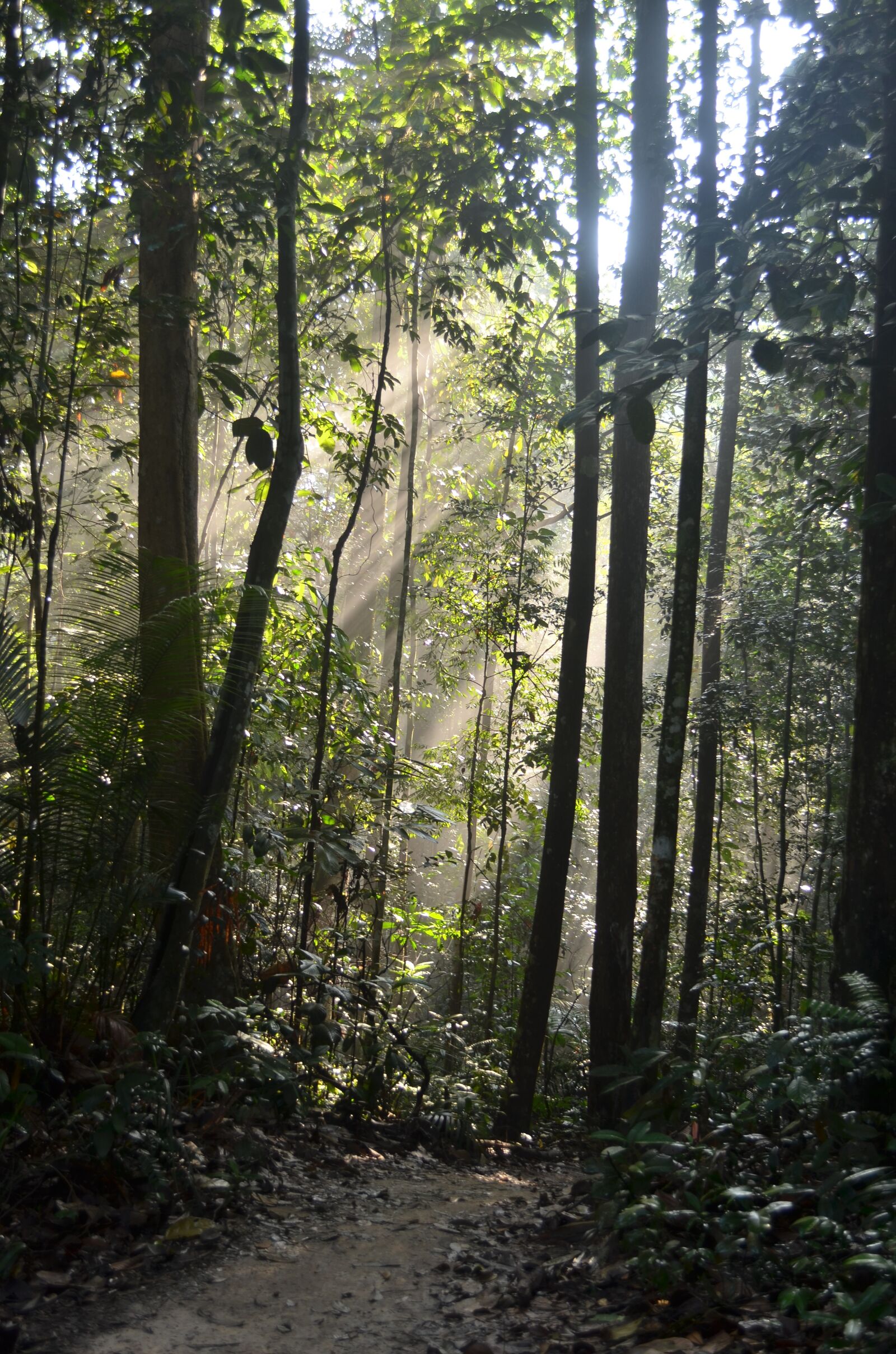 Nikon D7000 sample photo. Wood, nature, tree photography