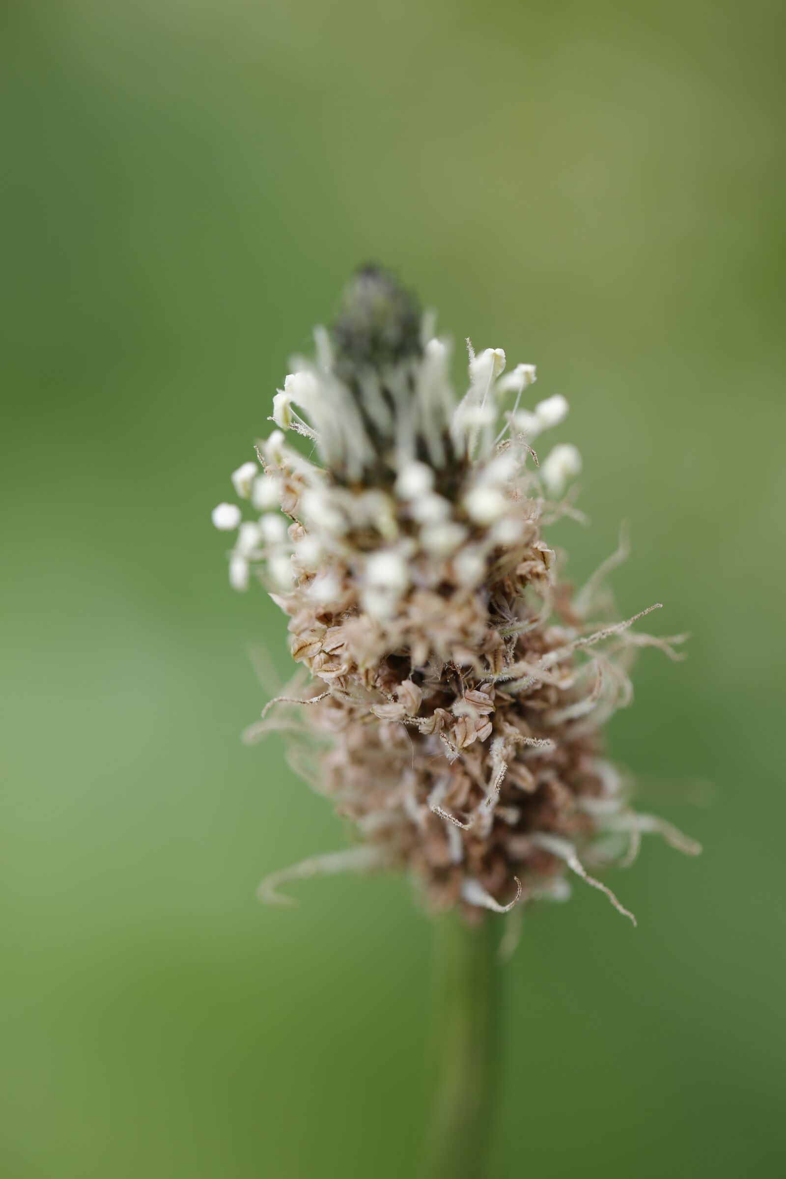 Canon EF 100mm F2.8L Macro IS USM sample photo. Grass, halm, meadow photography