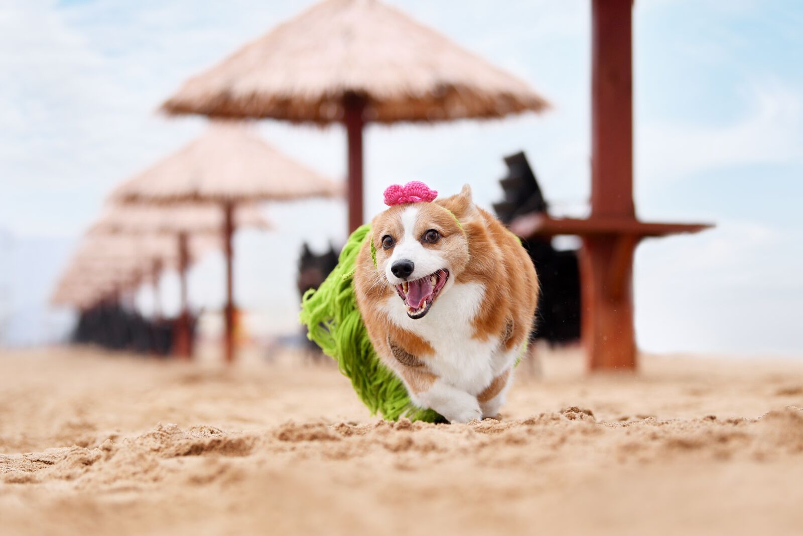 Nikon D5 sample photo. Pets, dog, corgi photography