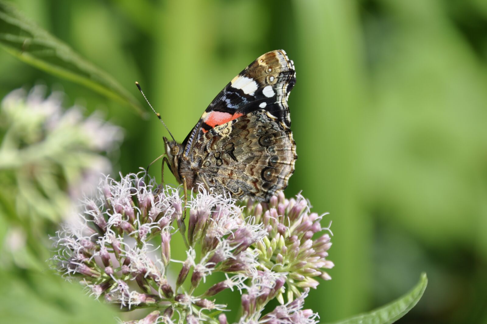 Nikon D90 sample photo. Butterfly, summer, flower photography