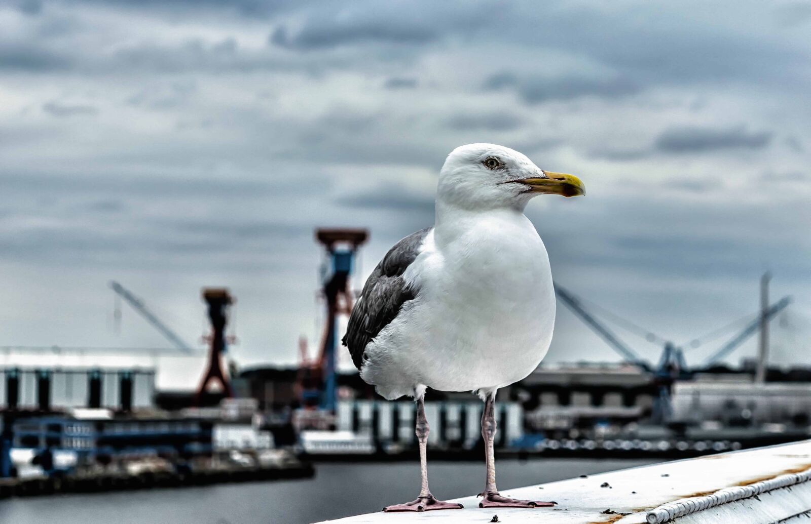 Nikon D3300 sample photo. Bird, water, sea, seabird photography