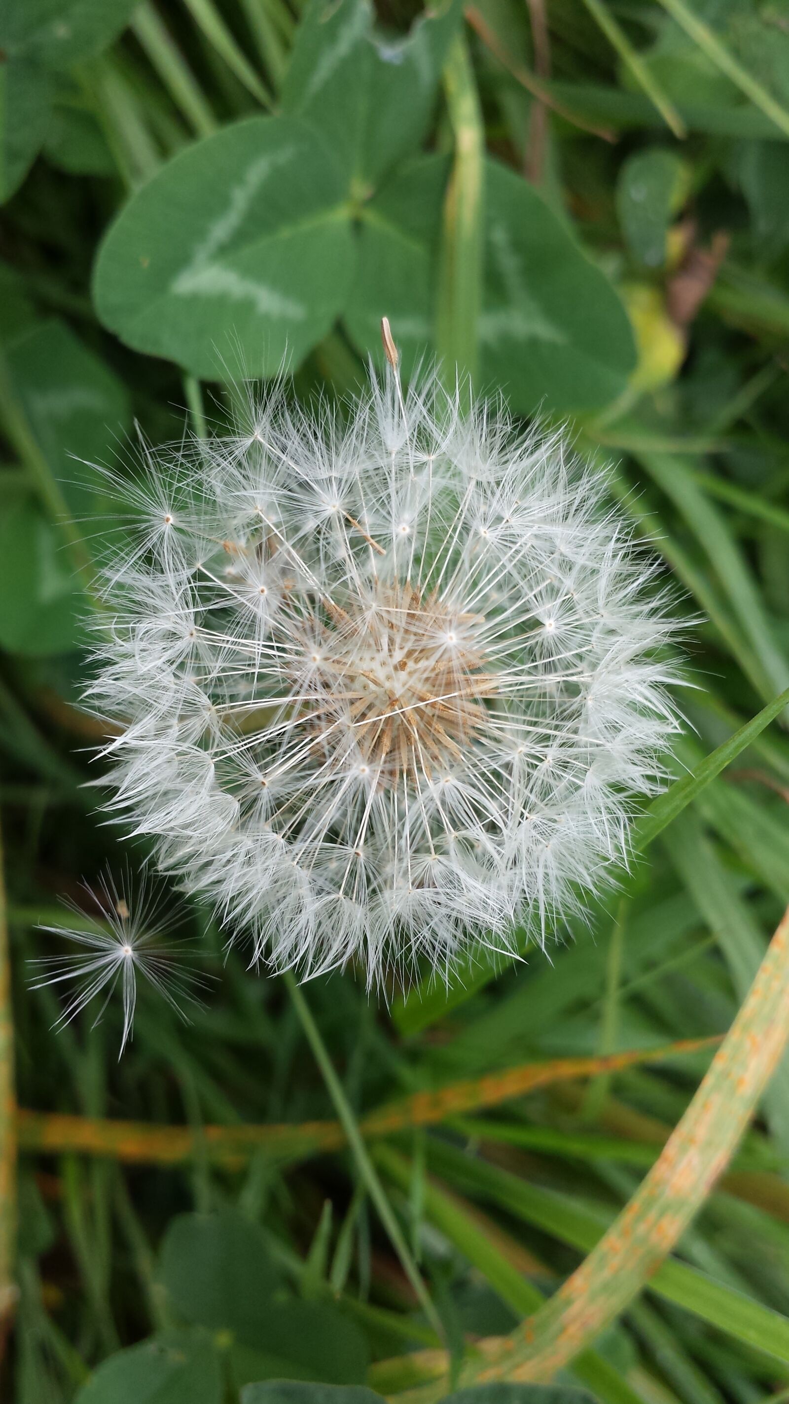 Samsung Galaxy S4 sample photo. Dandelion, autumn, wish you photography