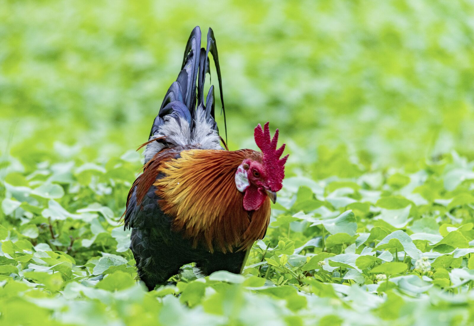 Nikon D810 sample photo. Chicken, rico, delicious photography