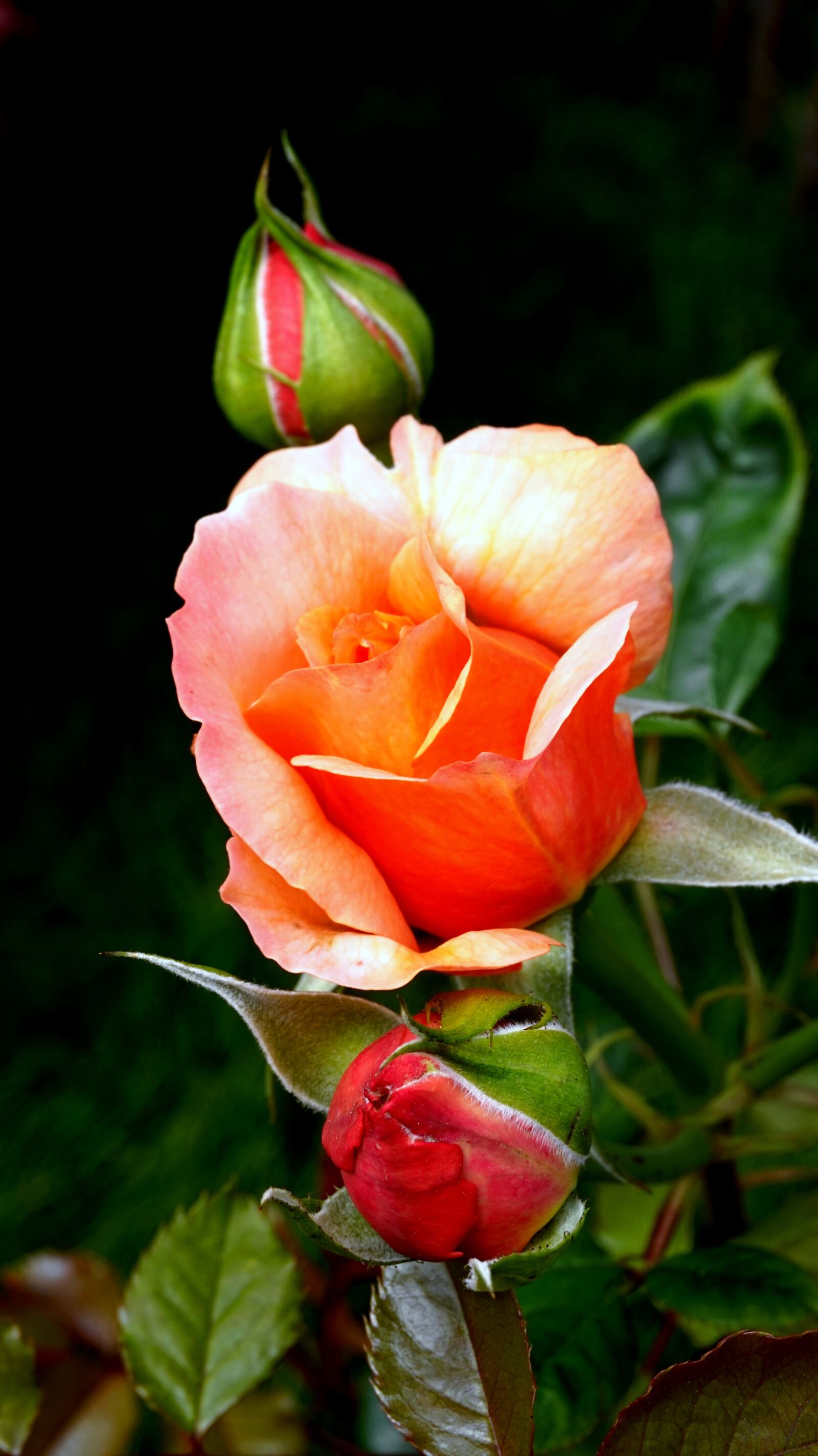 Sony Alpha a5000 (ILCE 5000) sample photo. Rose, blossom, bloom photography