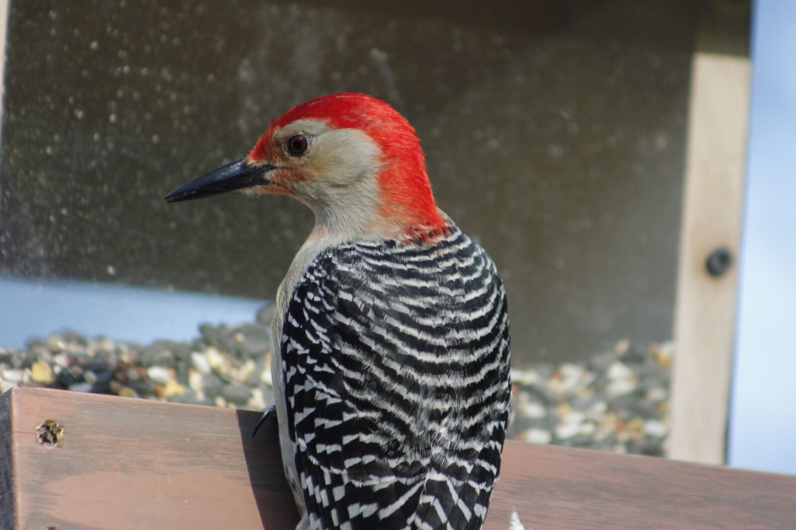 Canon EOS 550D (EOS Rebel T2i / EOS Kiss X4) sample photo. Bird, nature, bird feeder photography