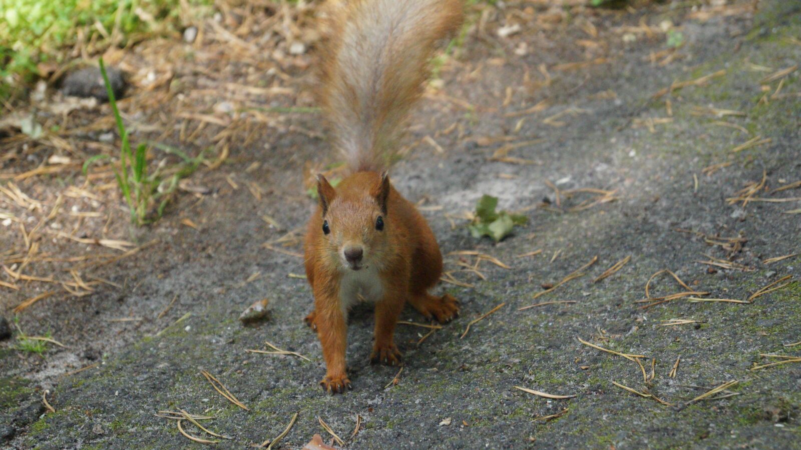 Sony DT 18-55mm F3.5-5.6 SAM II sample photo. Squirrel, small, animal photography