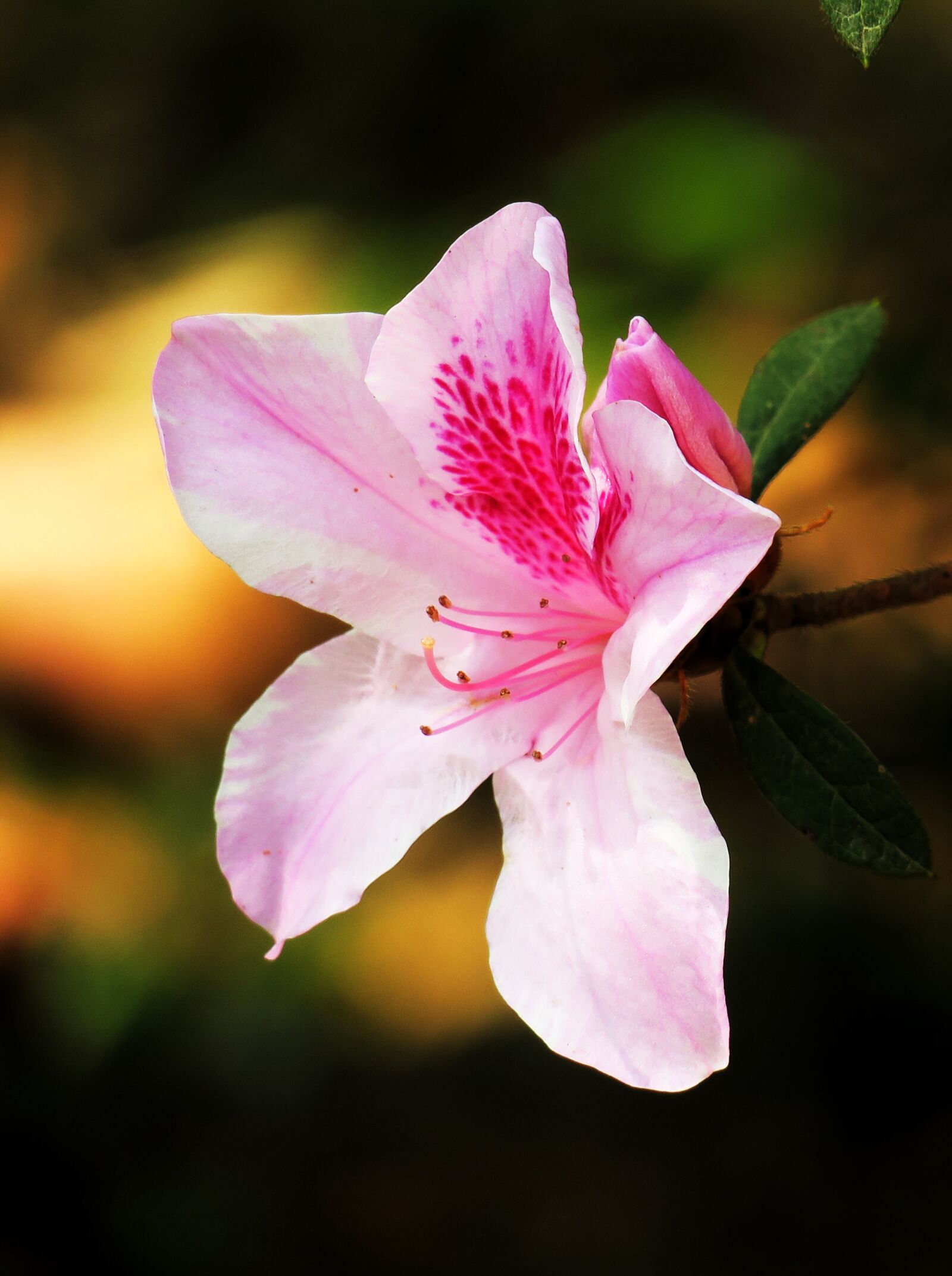 Canon PowerShot G3 X sample photo. Flower, plant, nature photography