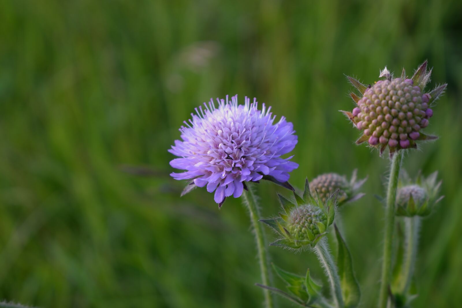 Nikon D3300 sample photo. Nature, flower, plant photography