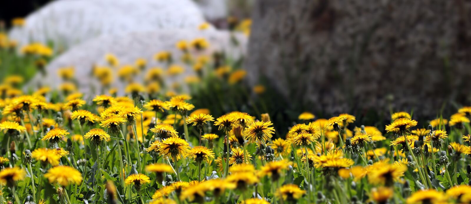 Canon EOS 80D sample photo. Dandelion, meadow, dandelion meadow photography