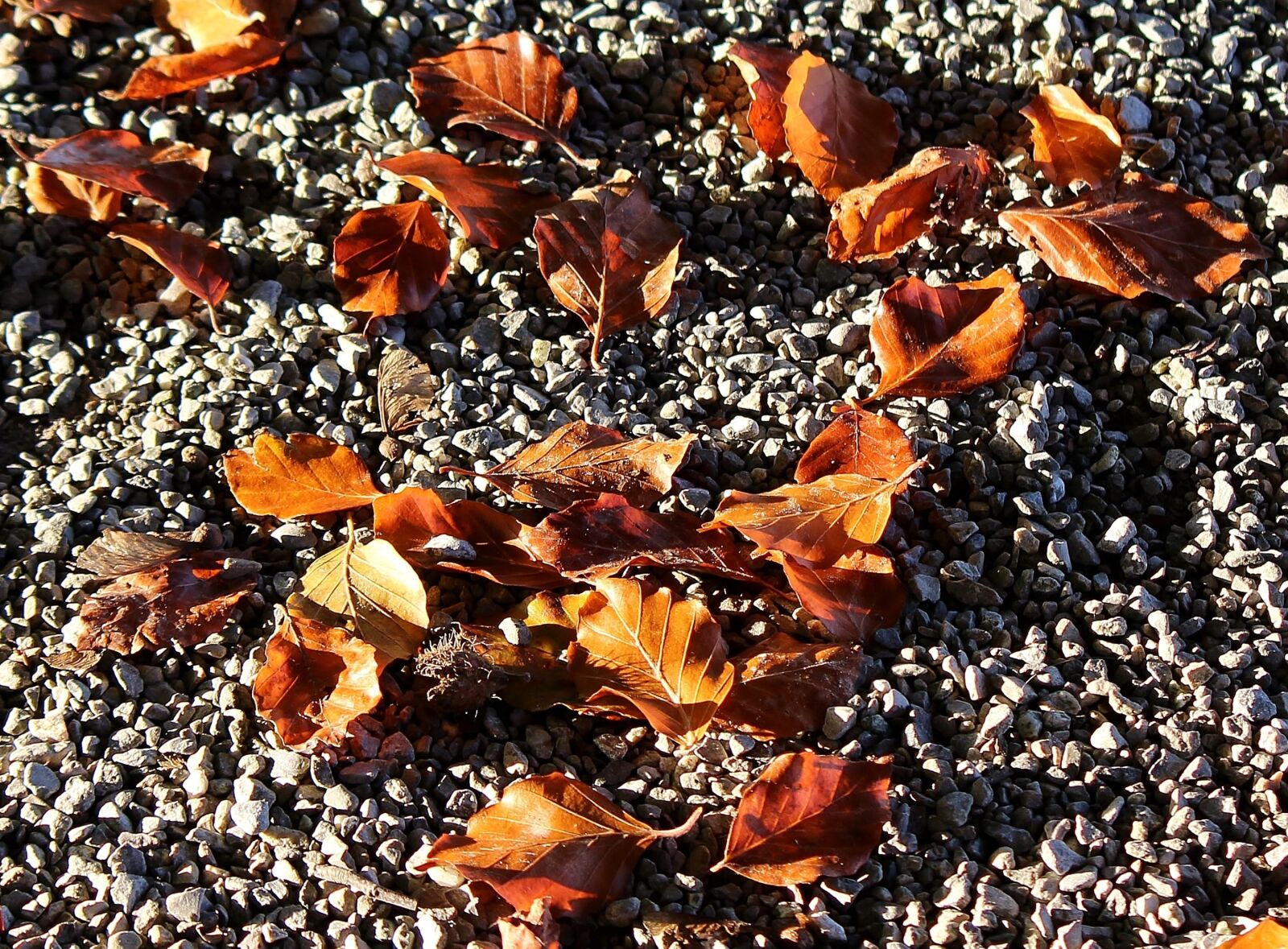 Canon EOS 700D (EOS Rebel T5i / EOS Kiss X7i) sample photo. Leaves, fall foliage, autumn photography