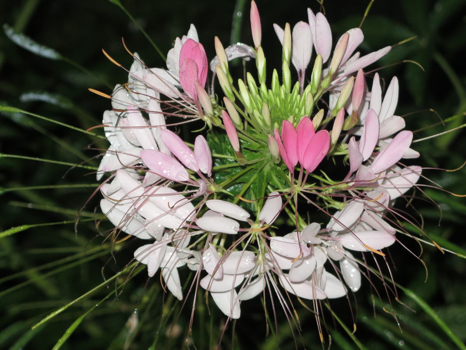 Canon PowerShot G16 sample photo. Flower, pink, night photography