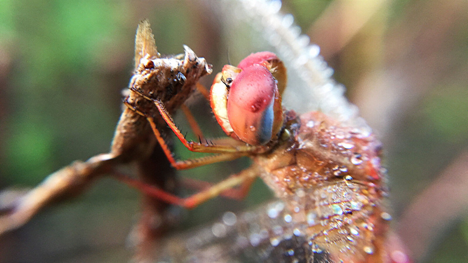 iPhone 6 Plus back camera 4.15mm f/2.2 sample photo. Dragonfly, iphone, 6, plus photography