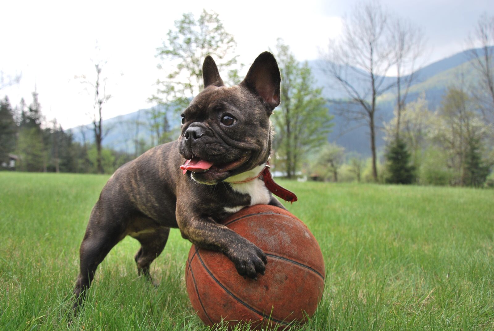 Nikon D60 sample photo. Puppy, french bulldog, nature photography