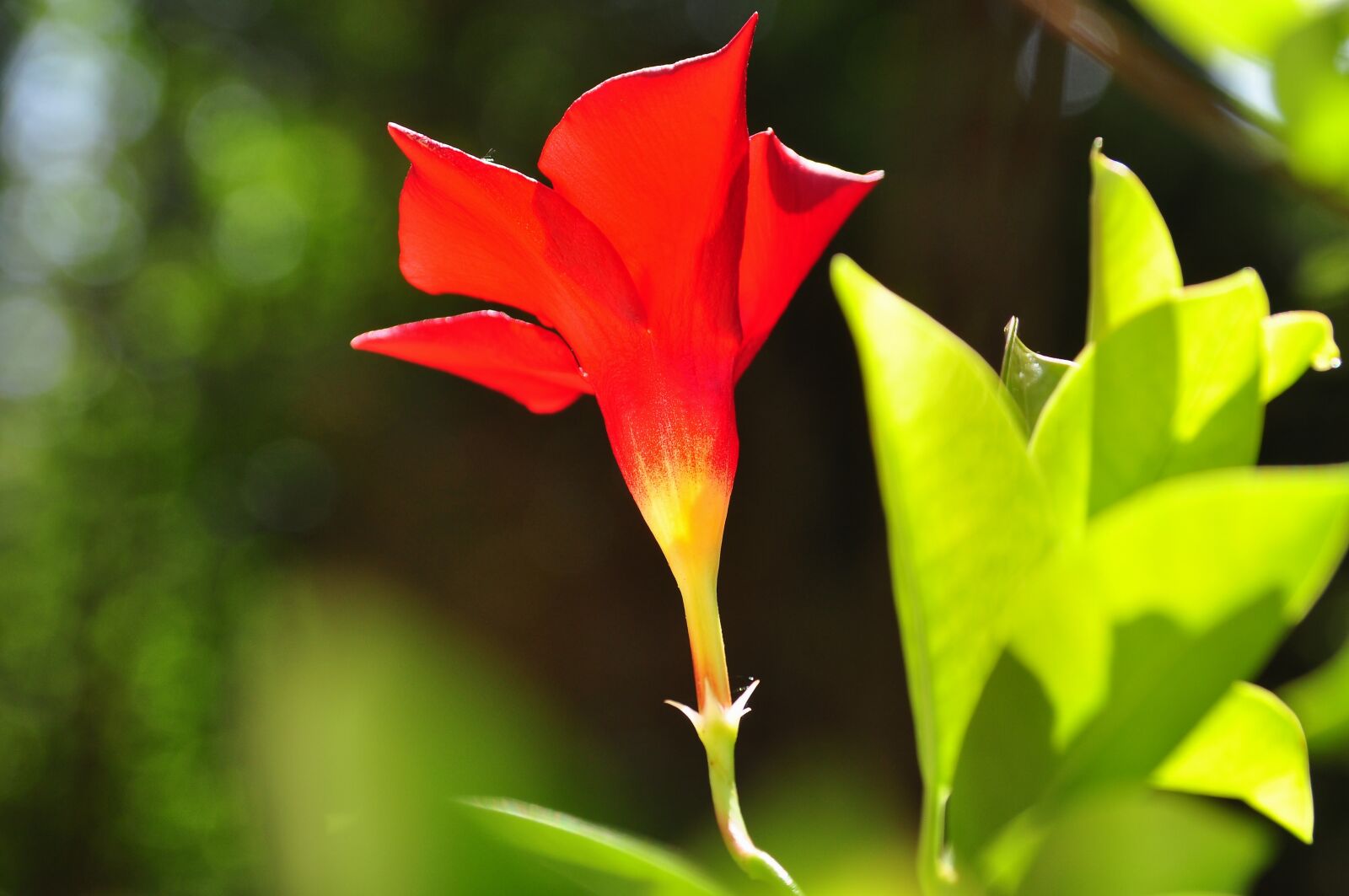 Nikon D90 sample photo. Nature, plant, mandevilla photography