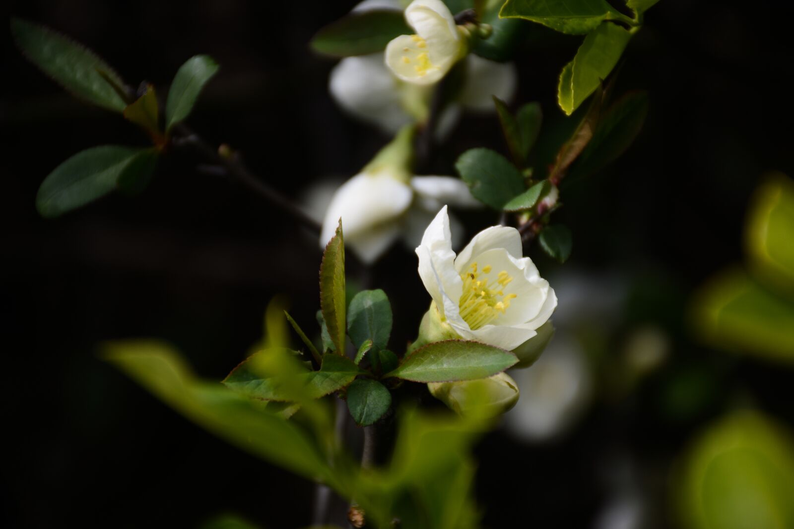 Nikon D7100 sample photo. Flower, plant, spring photography