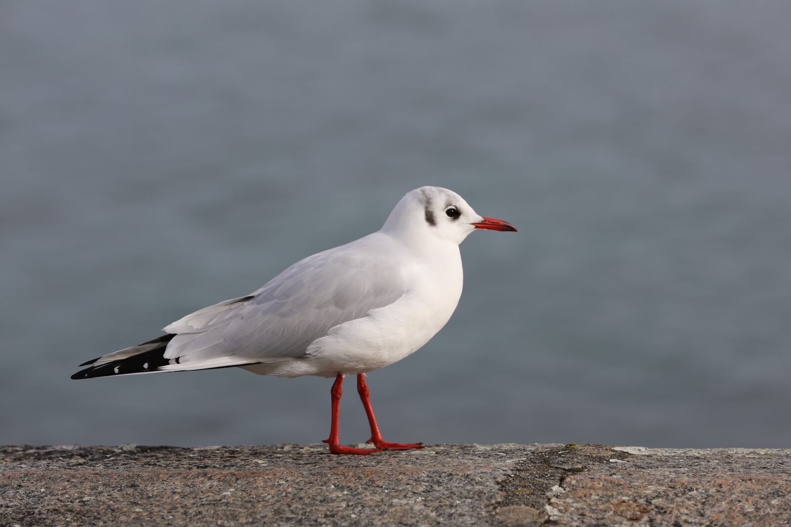 Canon EOS 5D Mark IV sample photo. Bird, wildlife, nature photography