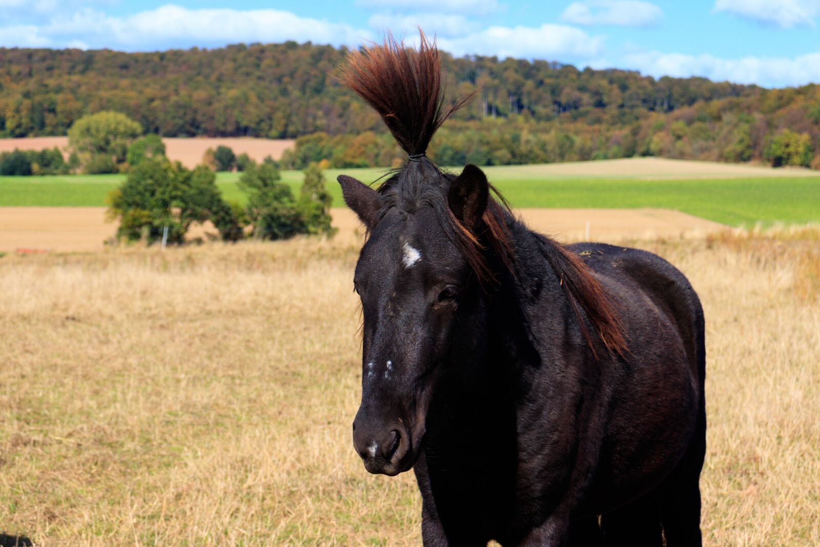 Canon EOS 200D (EOS Rebel SL2 / EOS Kiss X9) sample photo. Horse, nature, animal photography