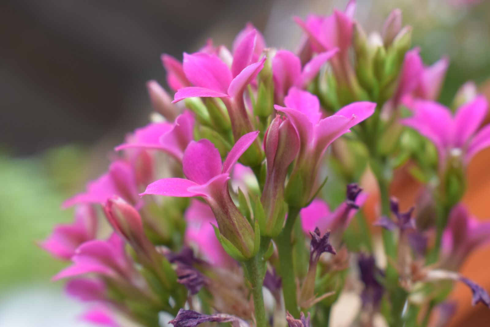 Nikon D5300 sample photo. Kalanchoe, flower, flowers photography