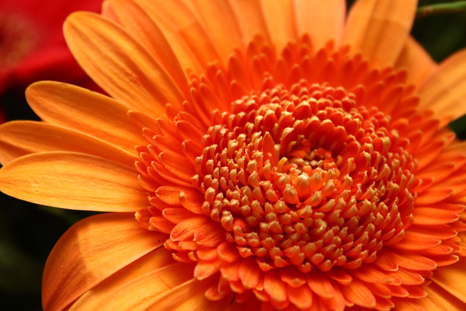 Canon EOS 1100D (EOS Rebel T3 / EOS Kiss X50) sample photo. Flower, orange, cut flowers photography