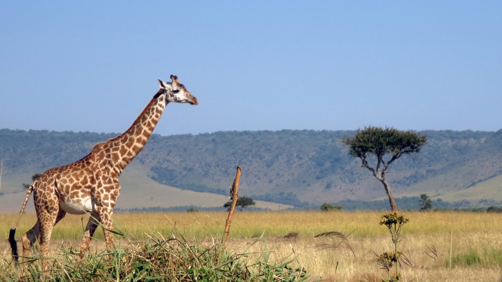 Canon PowerShot ELPH 110HS (PowerShot IXUS 125 HS) sample photo. Giraffe, masai mara, africa photography