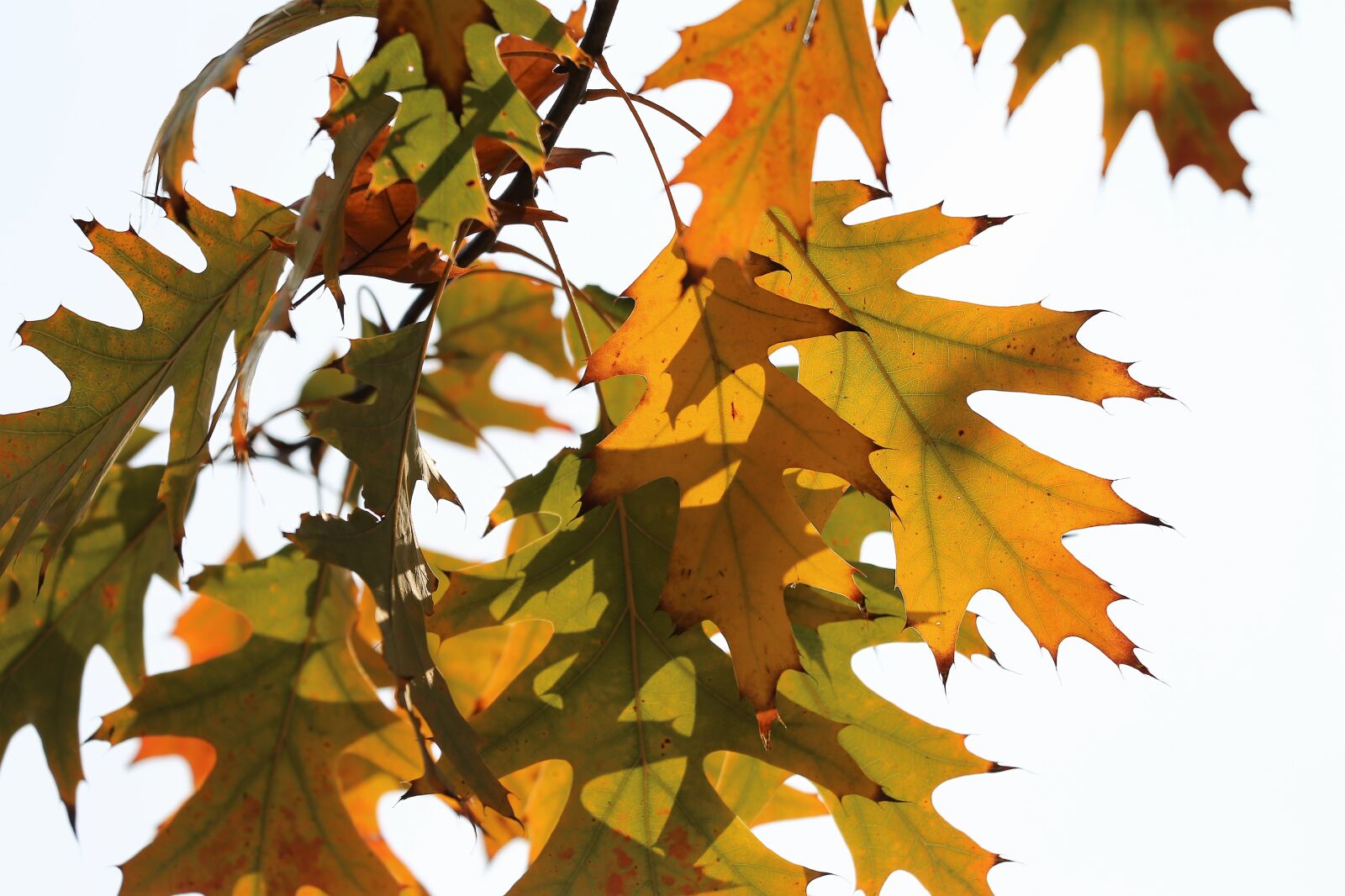Canon EF 70-300 F4-5.6 IS II USM sample photo. Oak, quercus, colorful leafs photography